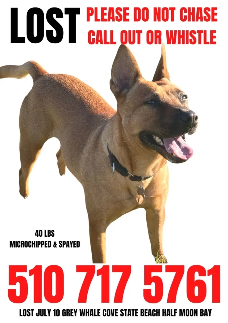 Lost dog in Pacifica, CA, 94044