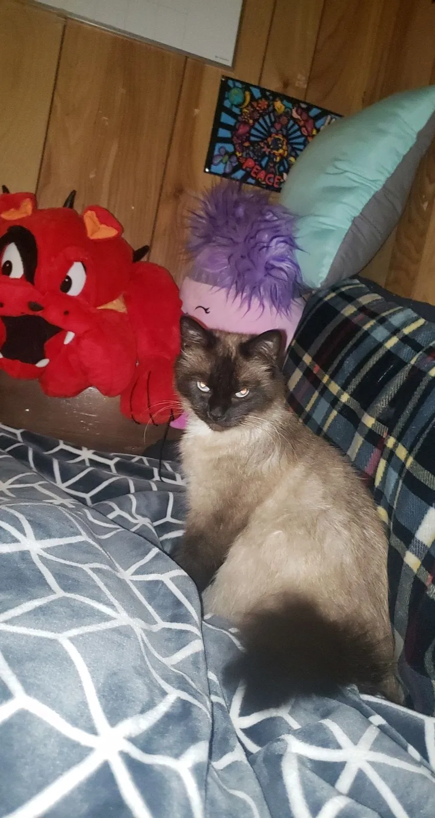 Lost cat in Oceanside, CA, 92058