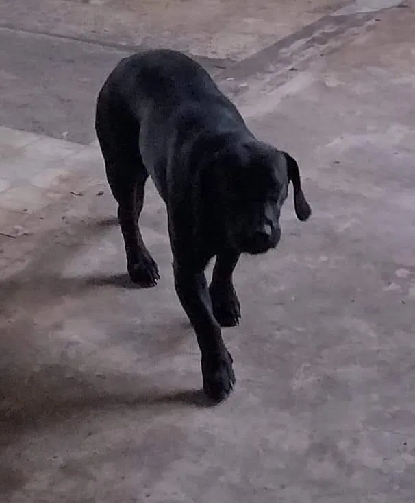 Lost dog in Cecilia, KY, 42724