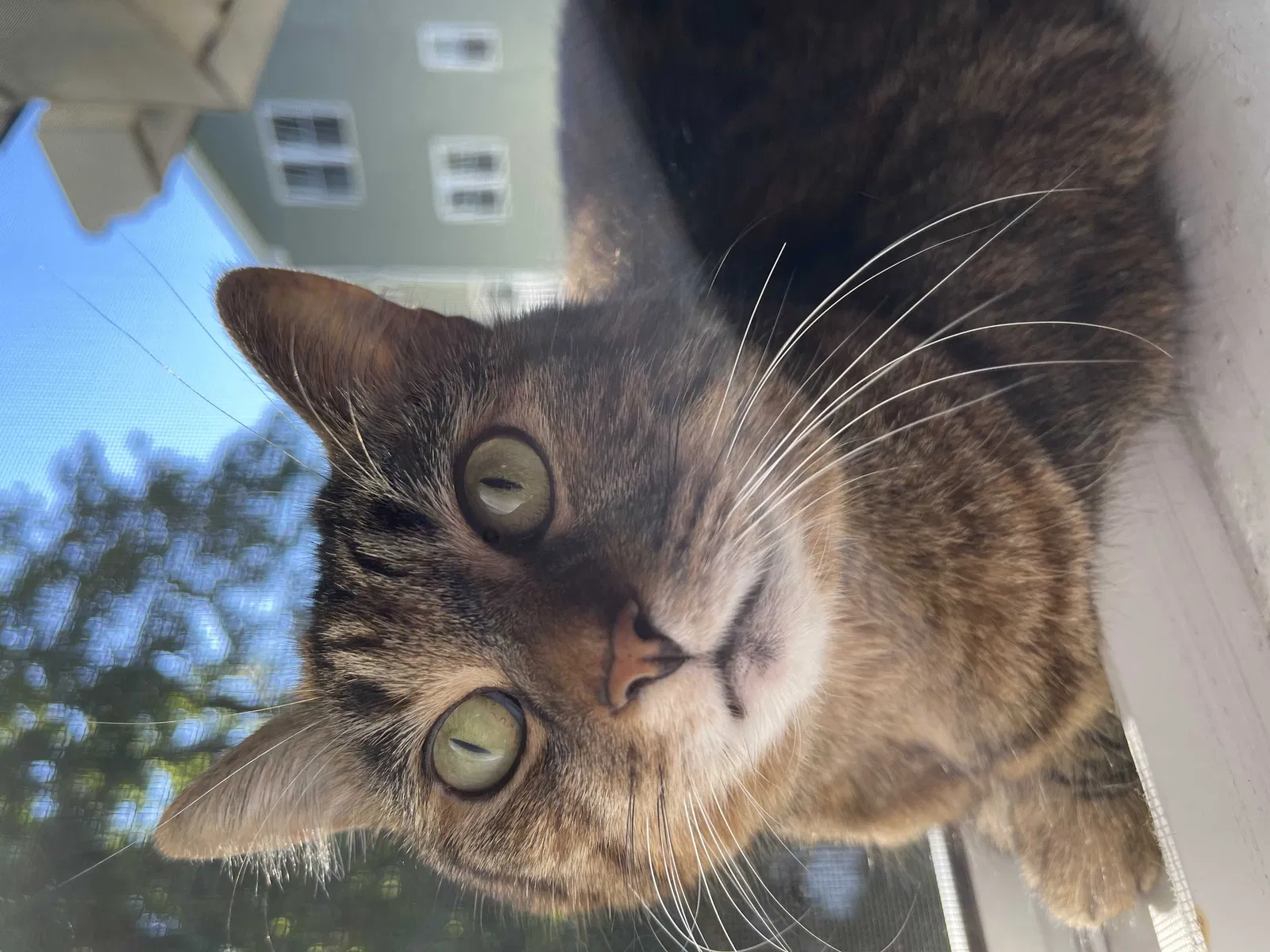 Lost cat in Wakefield, MA, 1880