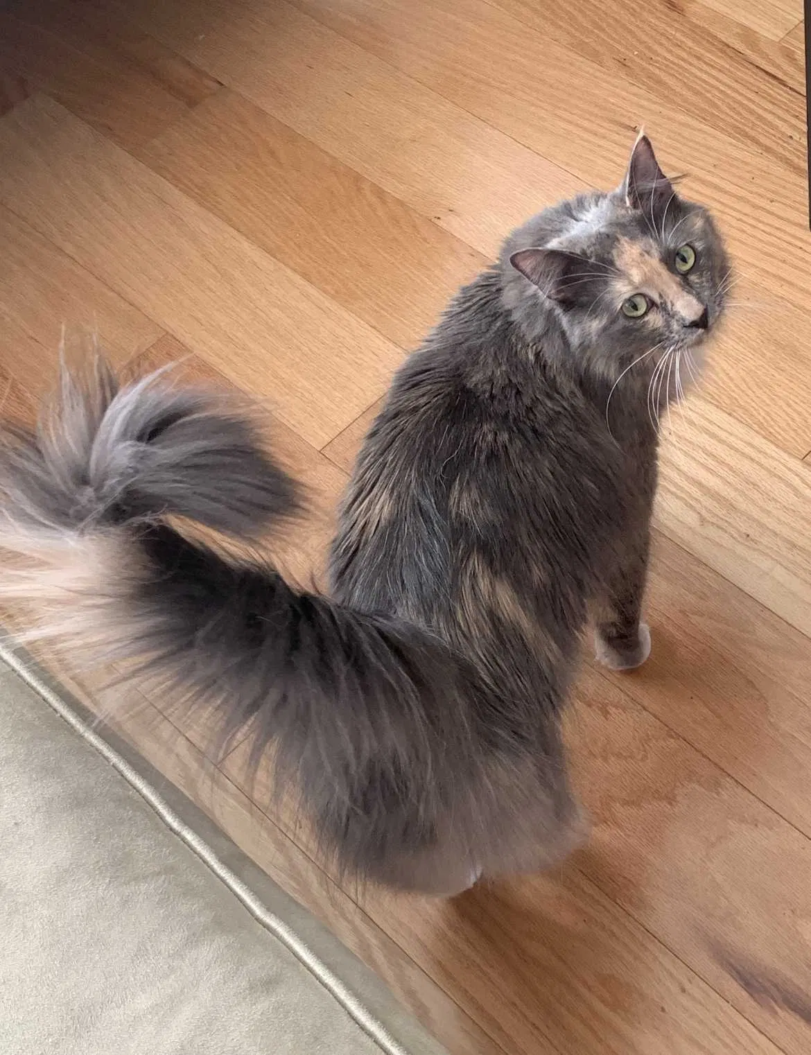 Lost cat in Independence, MO, 64057