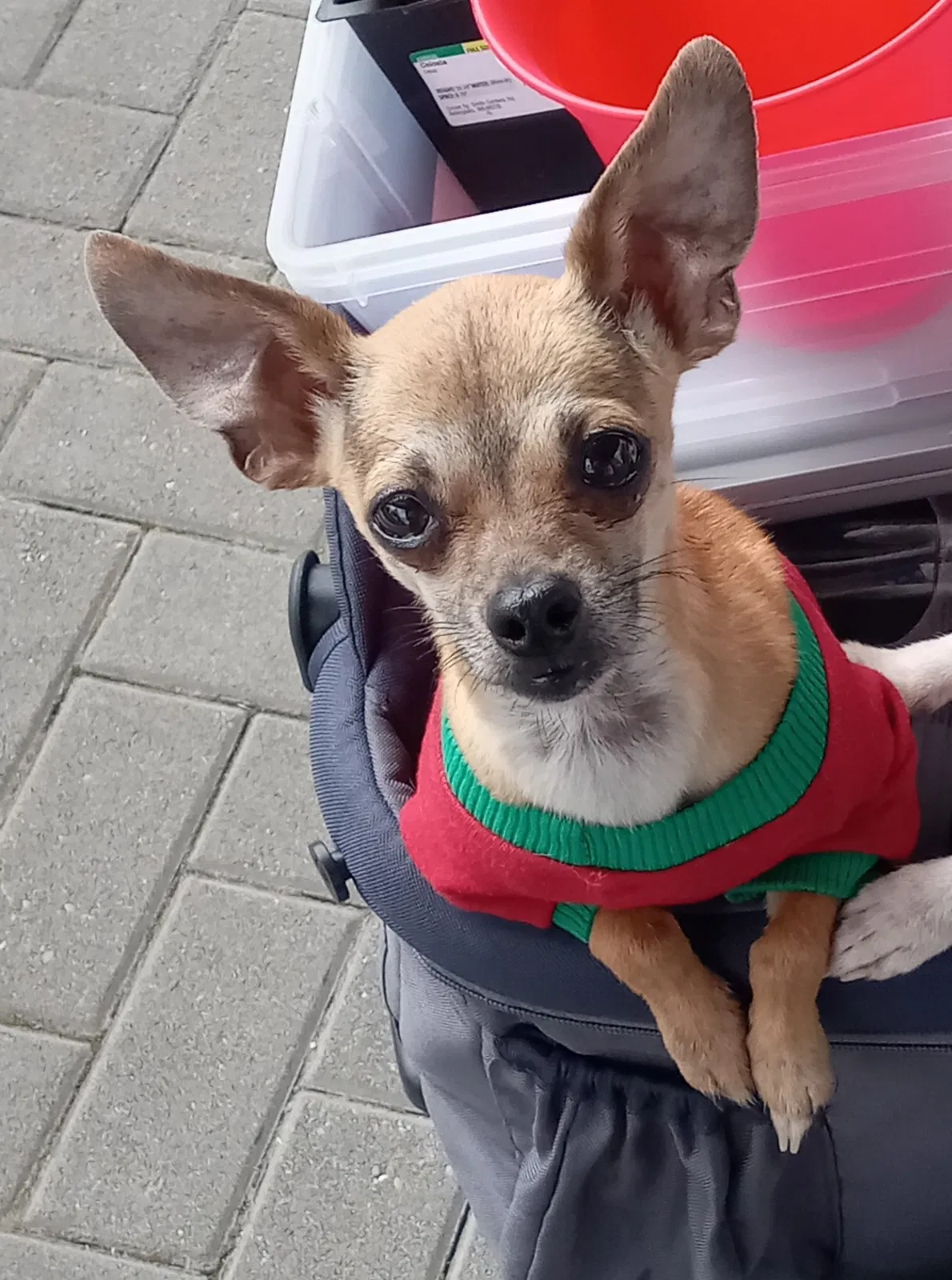 Lost dog in Portland, OR, 97233