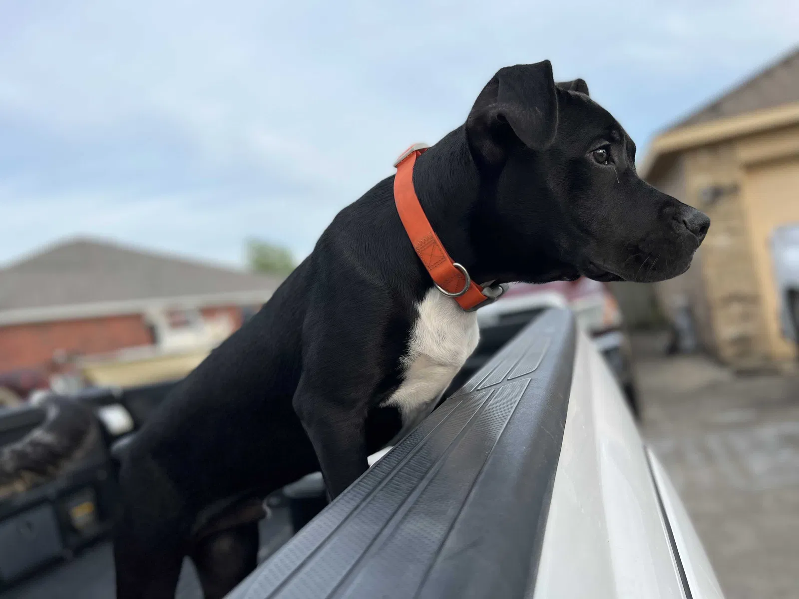 Lost dog in Liberty, TX, 77575