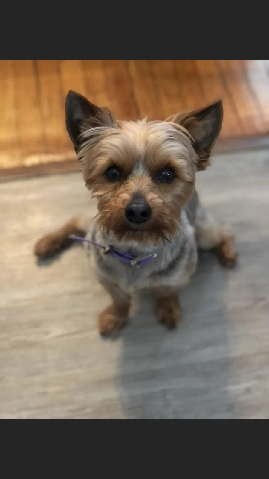 Lost dog in Cincinnati, OH, 45212