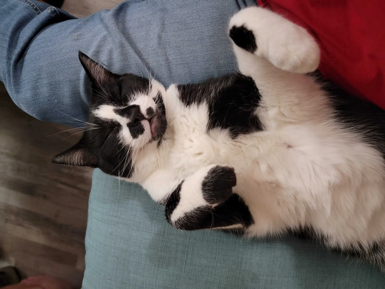 Lost cat in Marysville, WA, 98271