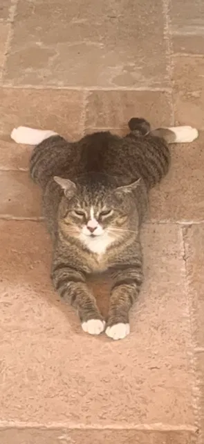 Lost cat in Spring, TX, 77381