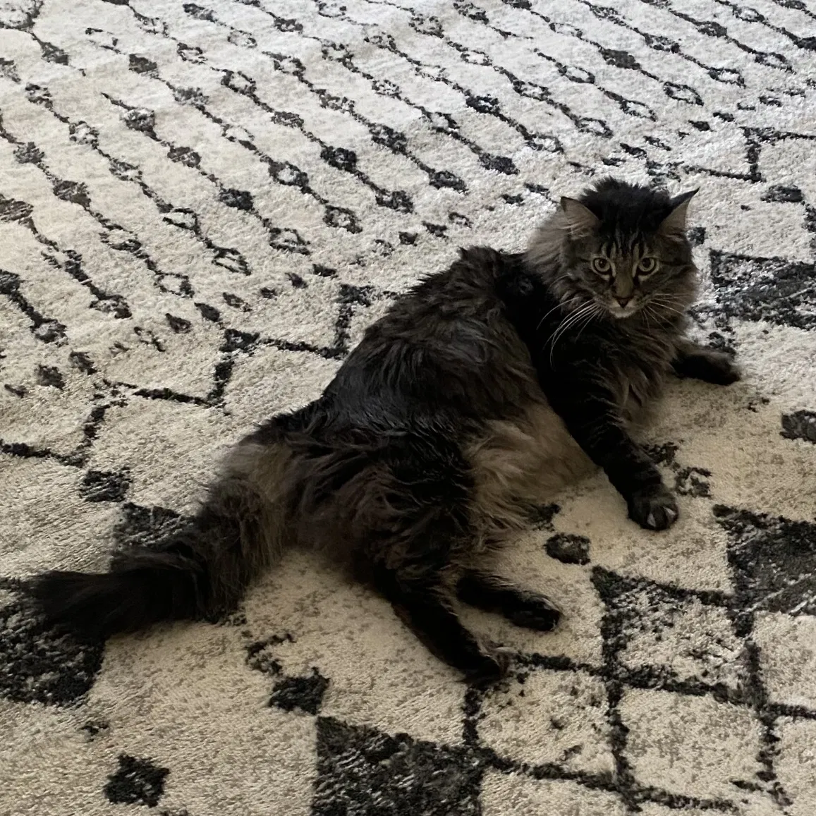 Lost cat in Albuquerque, NM, 87120