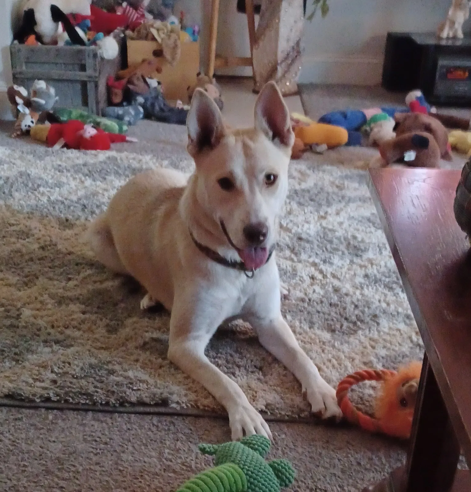 Found dog in Chattanooga, TN, 37421
