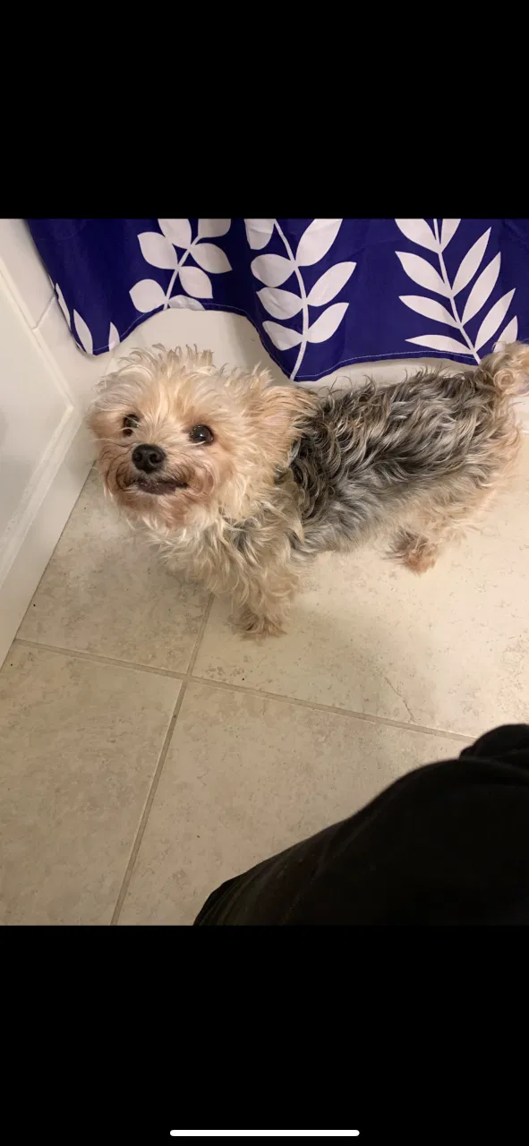 Lost dog in Fort Worth, TX, 76116