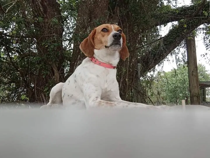 Lost dog in Bushnell, FL, 33513