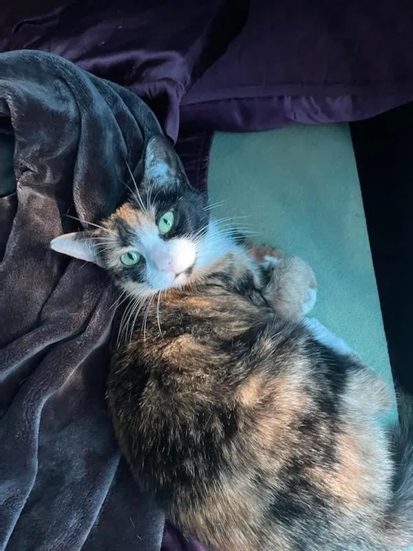 Lost cat in Elk Grove Village, IL, 60007