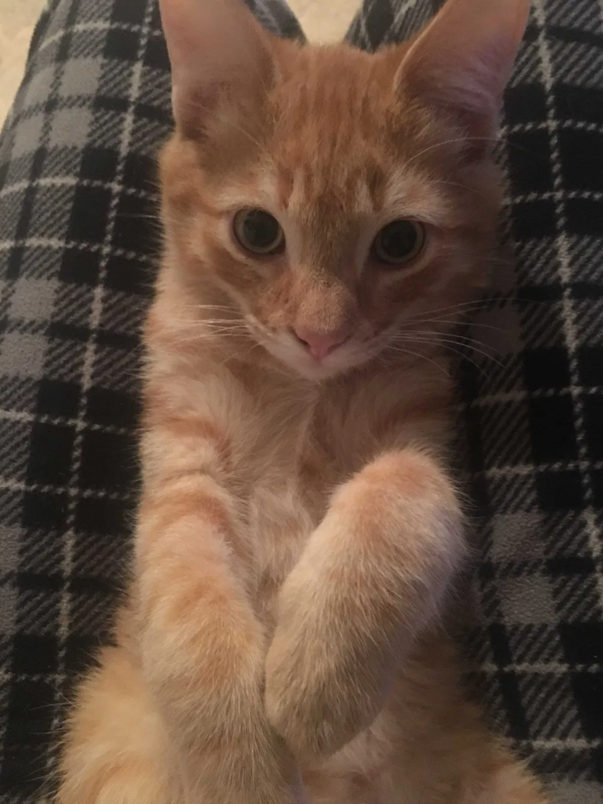 Lost cat in Tucson, AZ, 85739