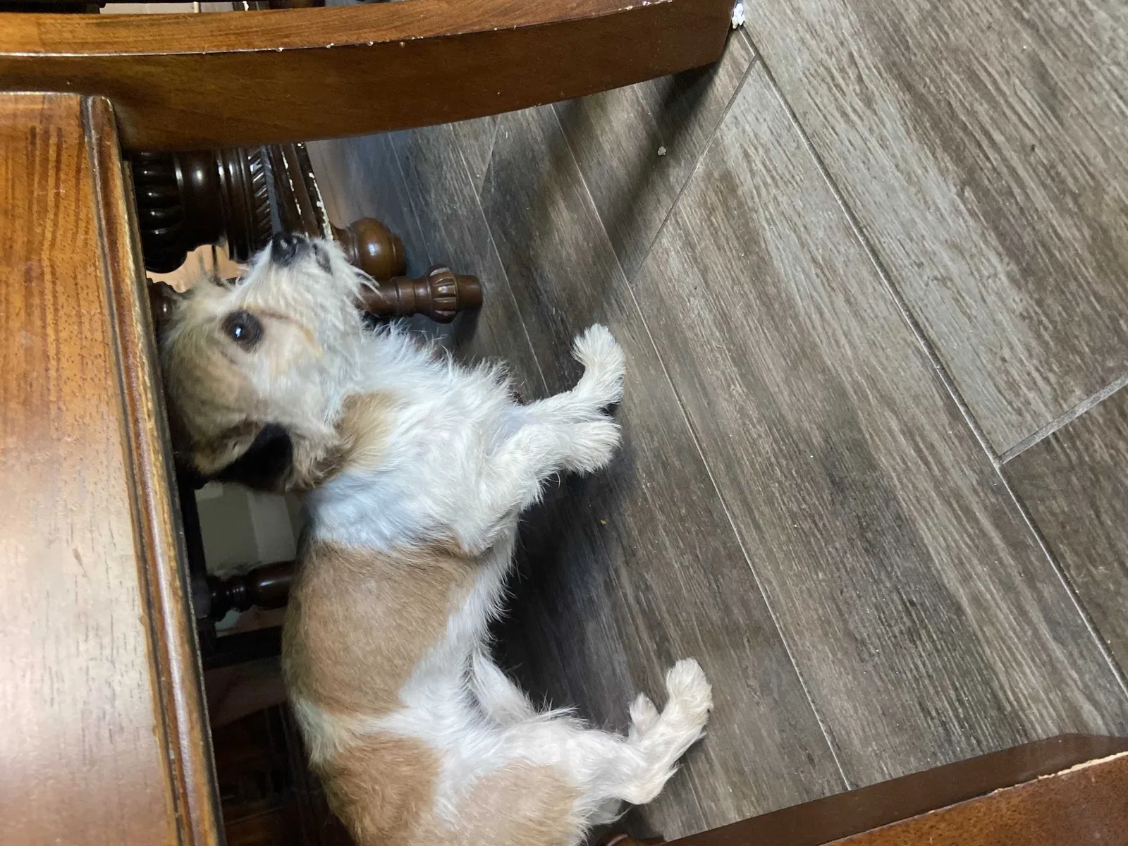 Found dog in Las Vegas, NV, 89104