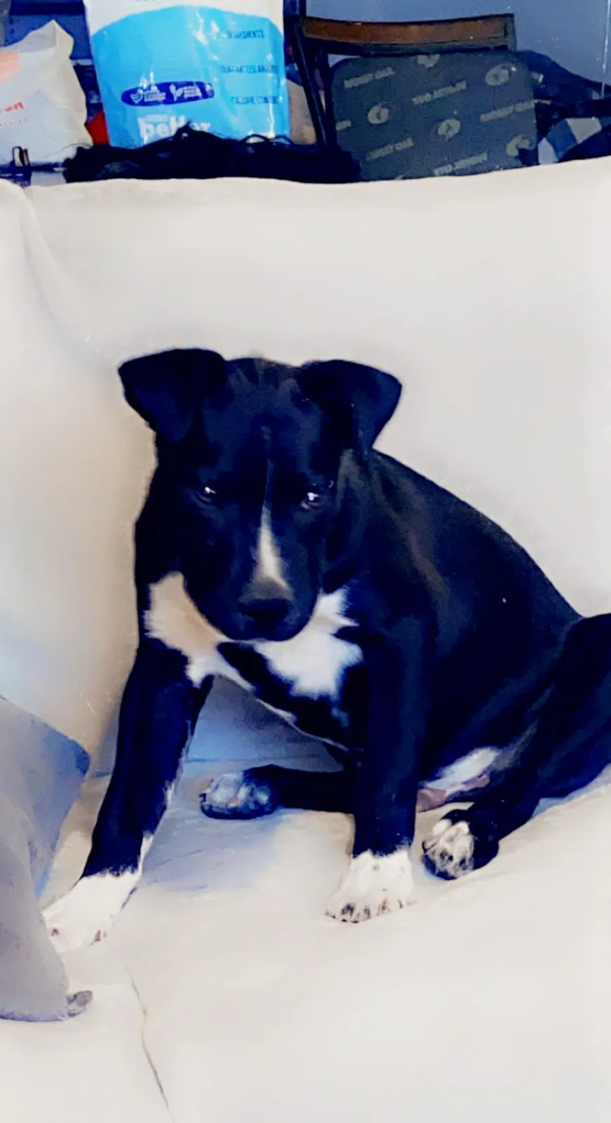Lost dog in Las Cruces, NM, 88005