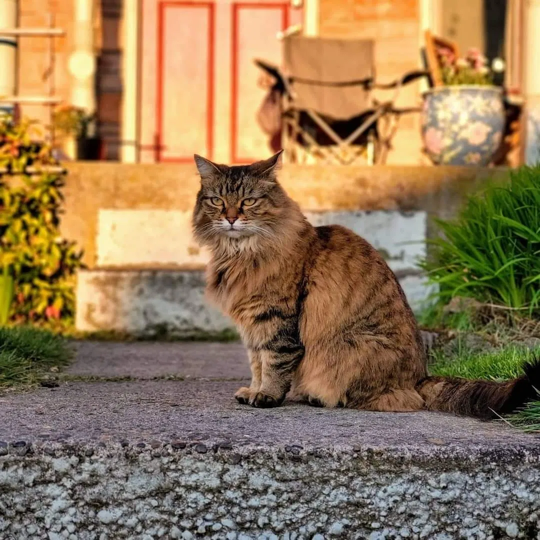 Lost cat in Vancouver, WA, 98663