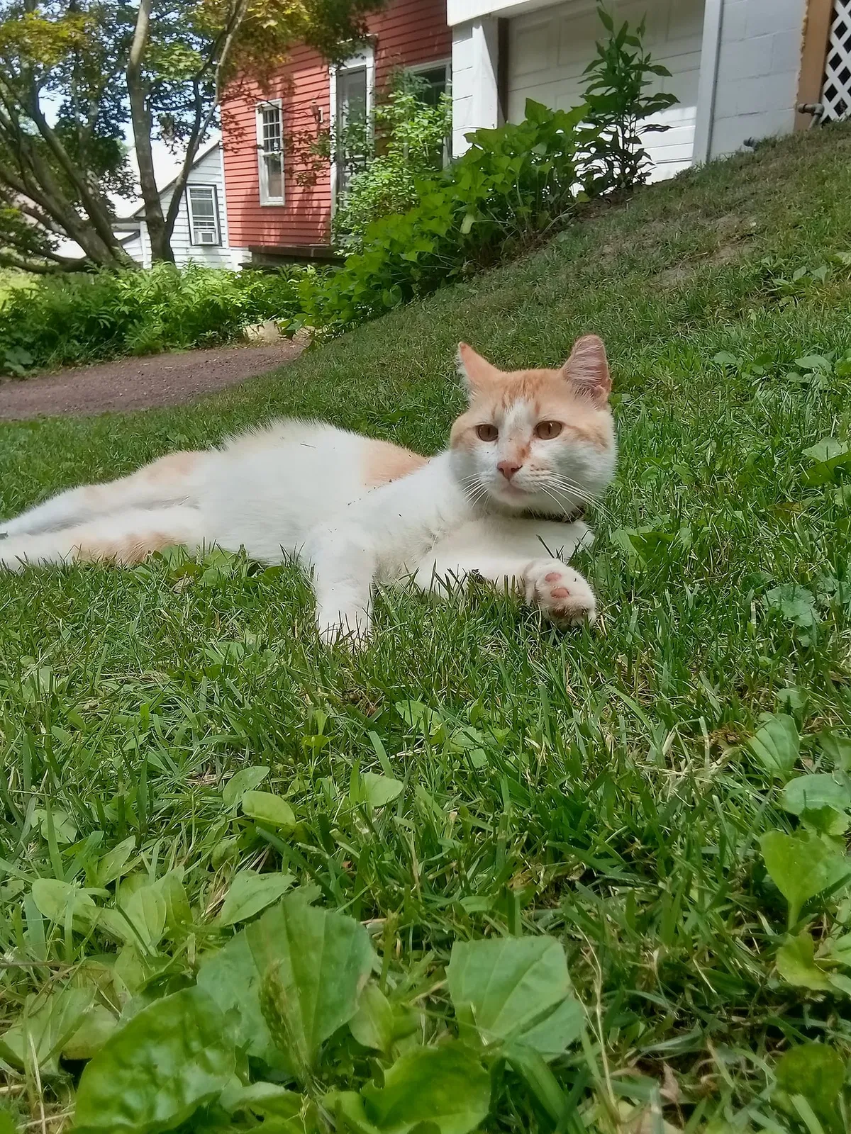 Found cat in Greenfield, MA, 1301