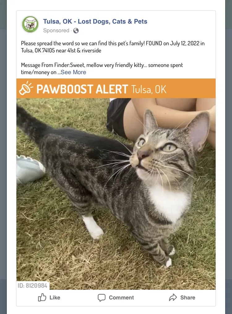 Found cat in Tulsa, OK, 74135
