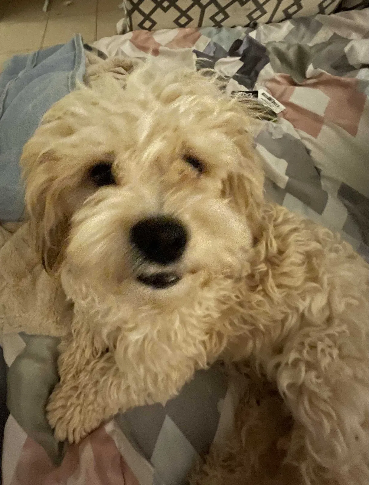 Lost dog in Albuquerque, NM, 87121
