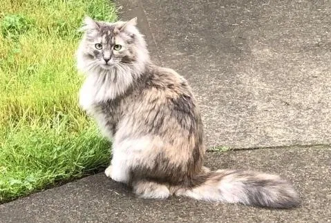 Lost cat in Forest Grove, OR, 97116