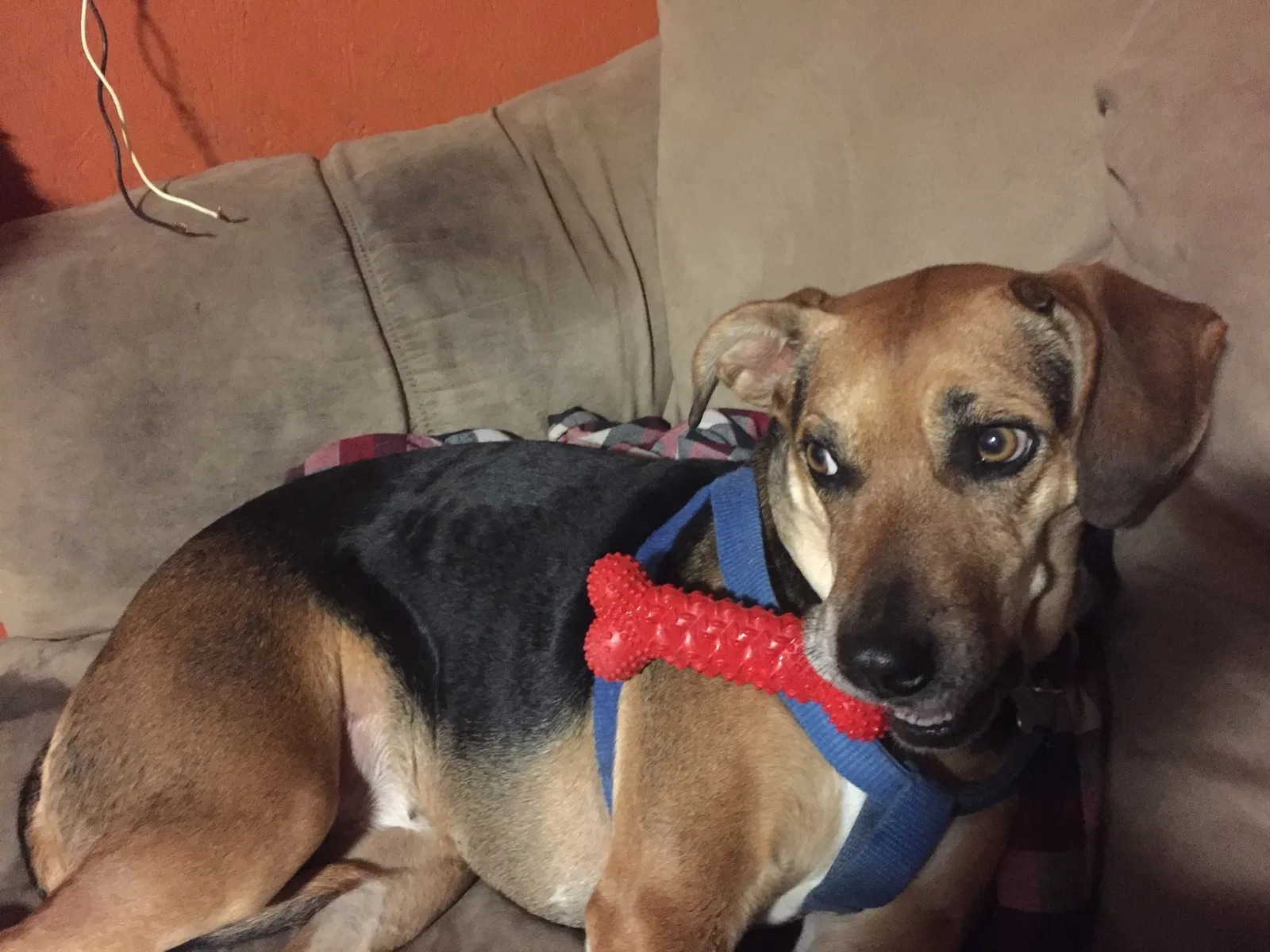 Lost dog in Cassville, MO, 65625