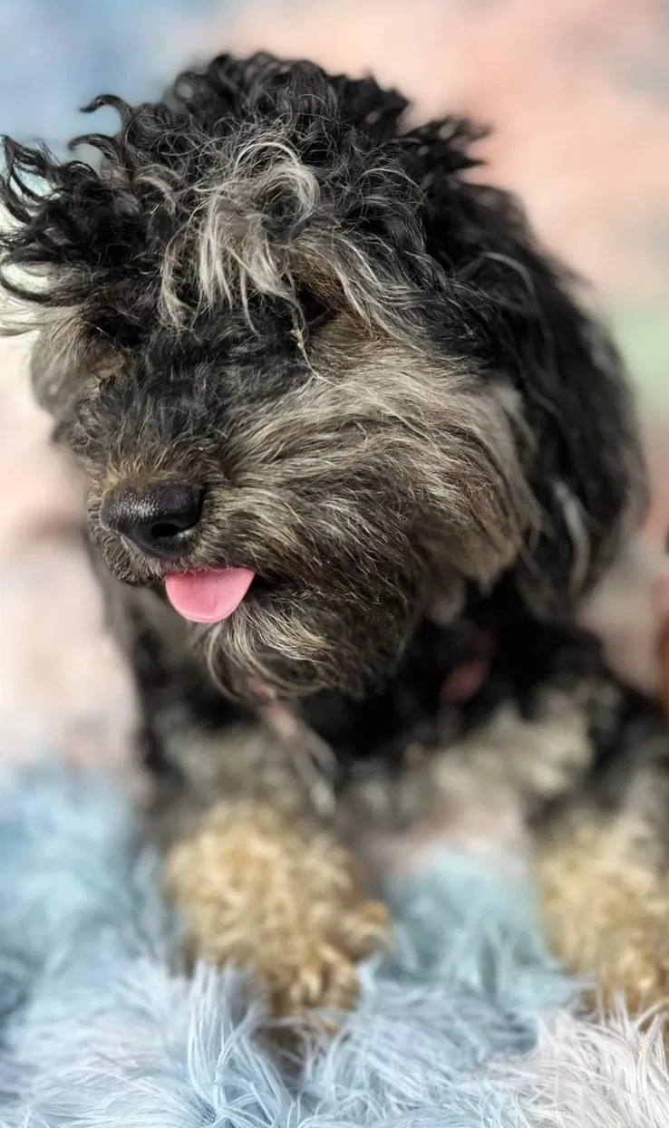 Lost dog in Somerville, TN, 38068