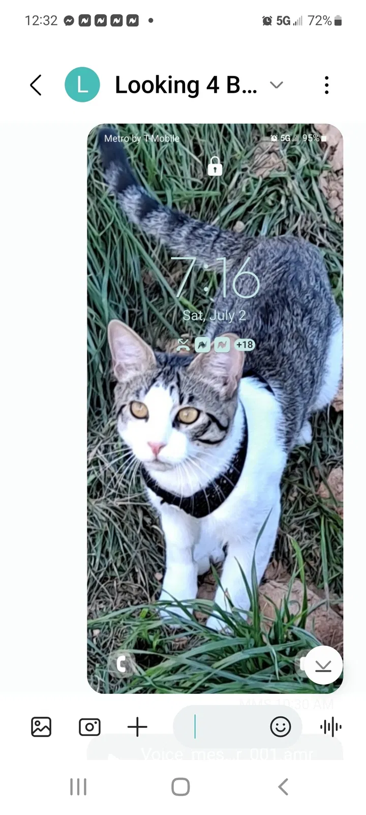 Lost cat in Humphrey, AR, 72073