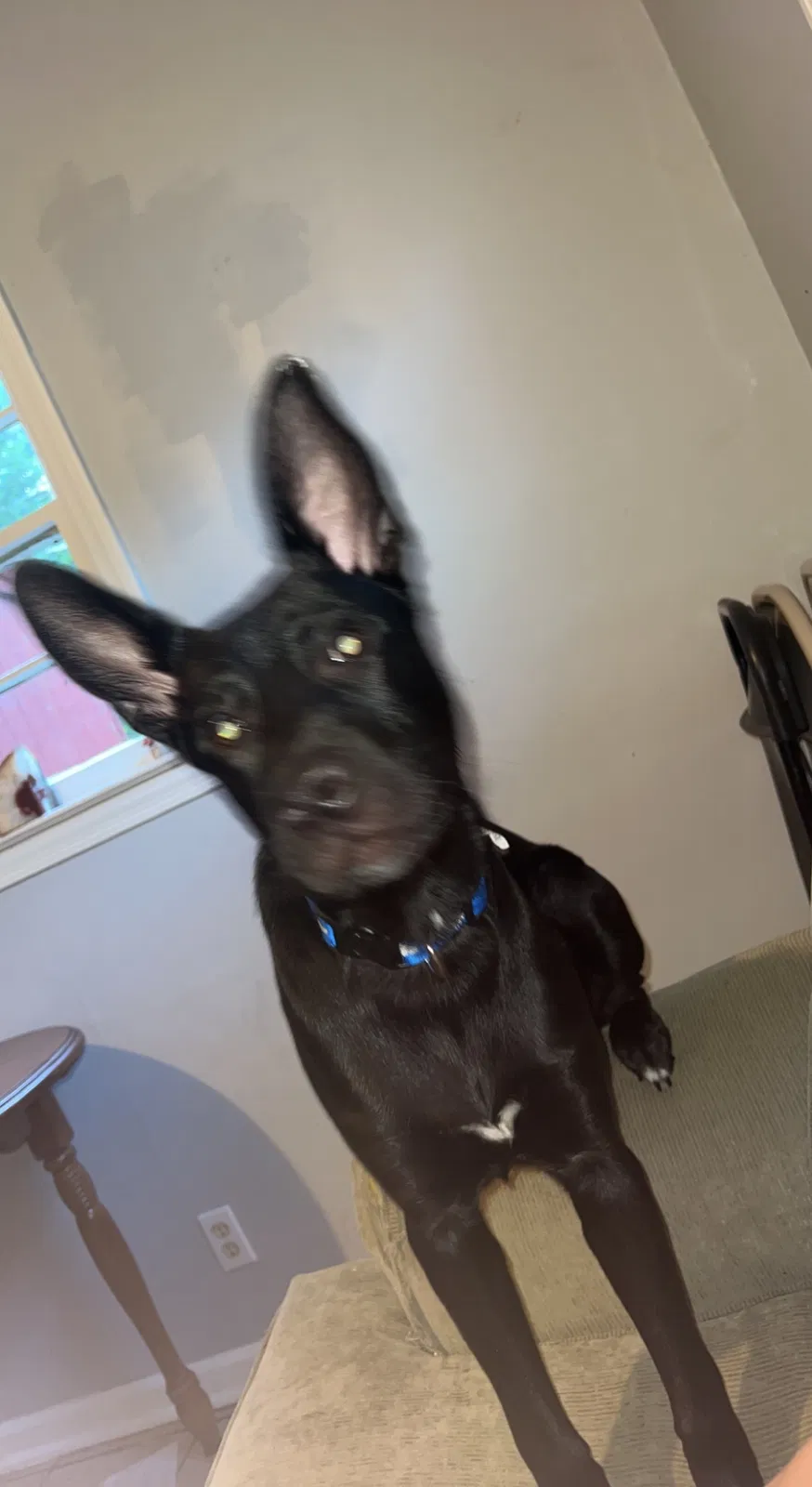 Lost dog in Danville, VA, 24540