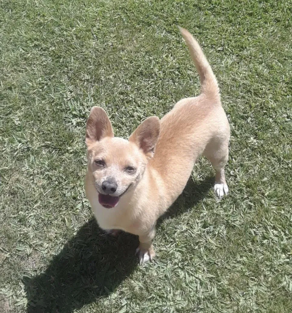 Lost dog in San Antonio, TX, 78220