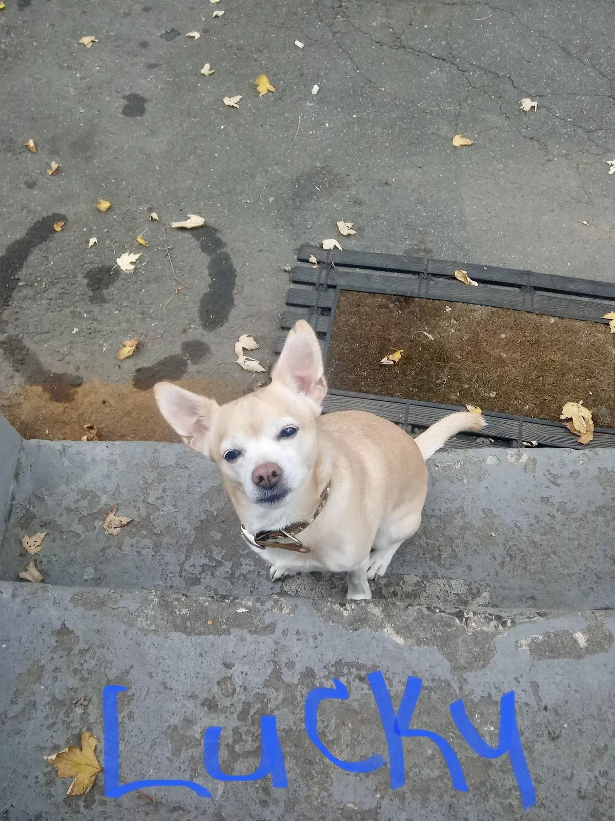 Lost dog in Hartford, CT, 6112