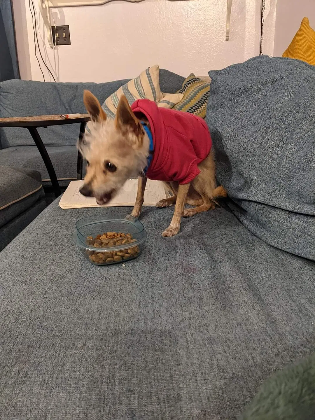 Lost dog in Salt Lake City, UT, 84106