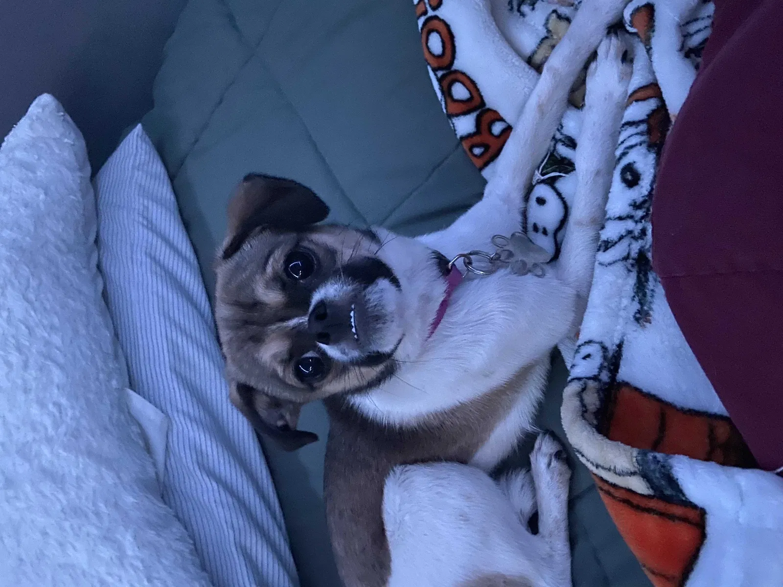 Lost dog in Gustine, CA, 95322