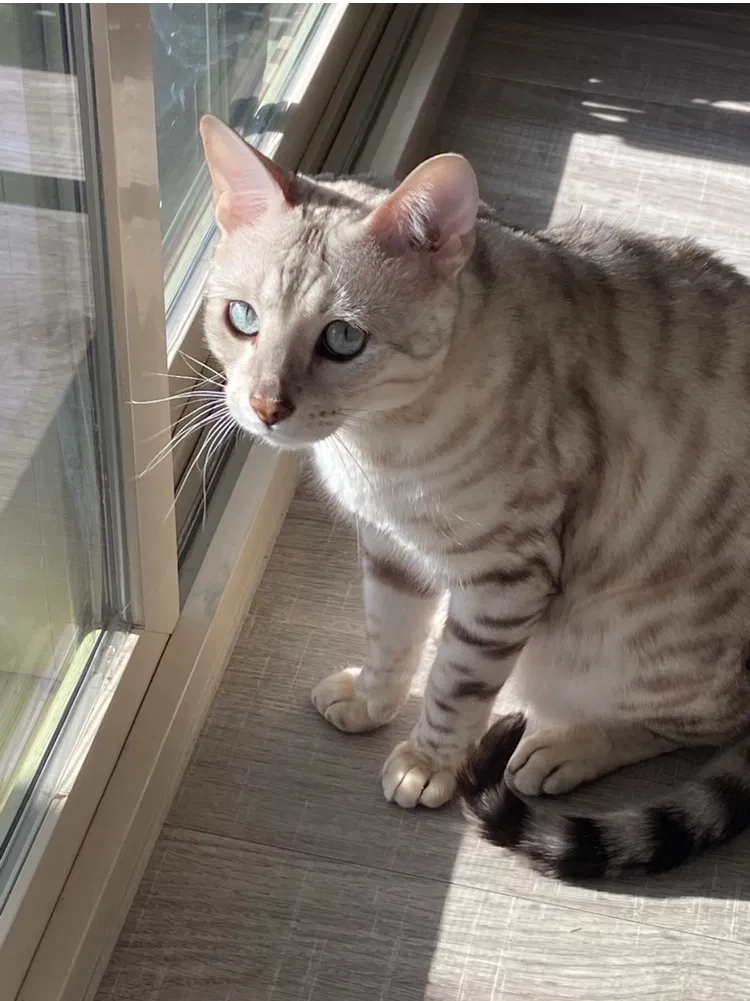 Lost cat in Lake Elsinore, CA, 92532