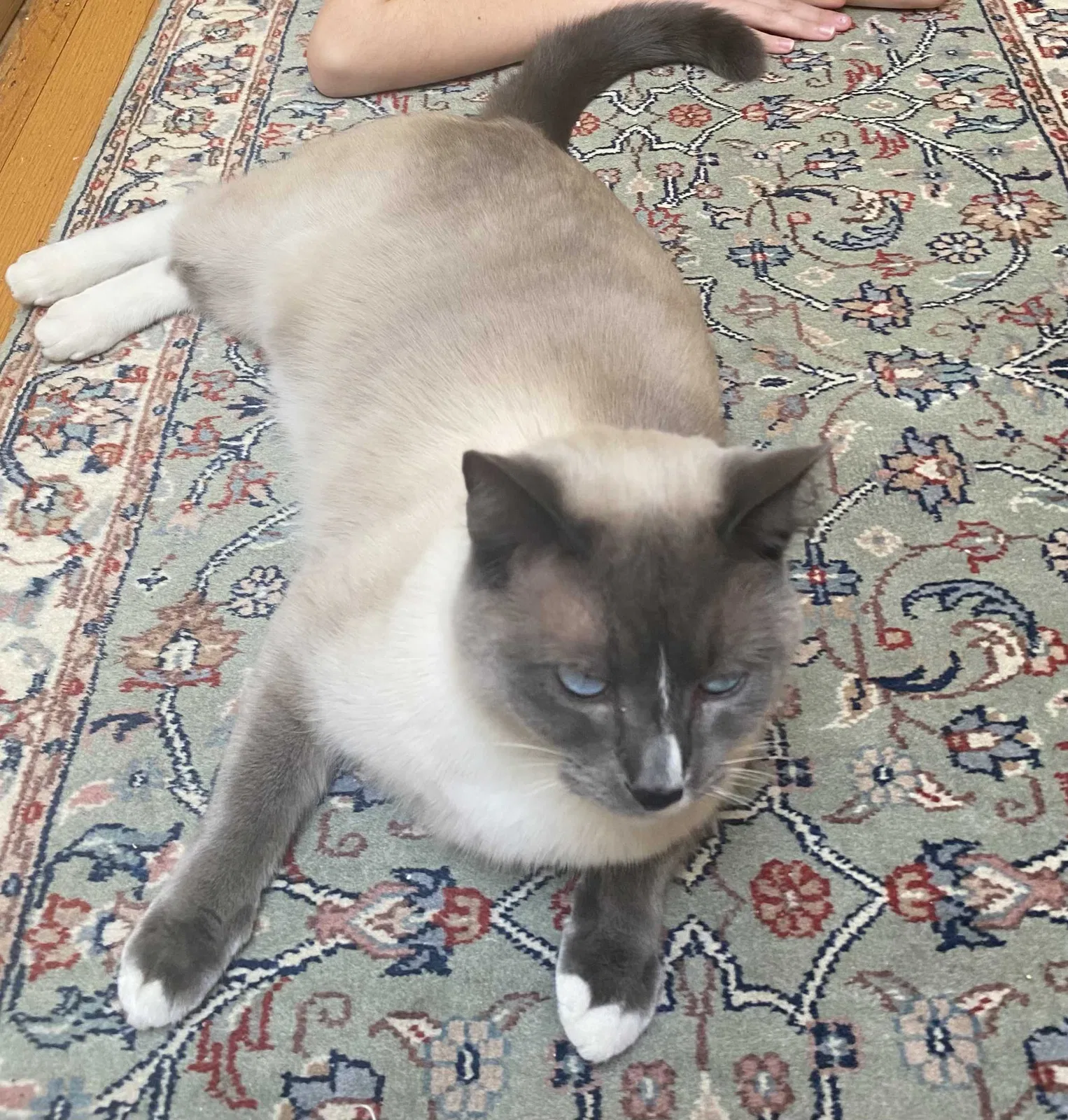 Lost cat in Scarsdale, NY, 10583