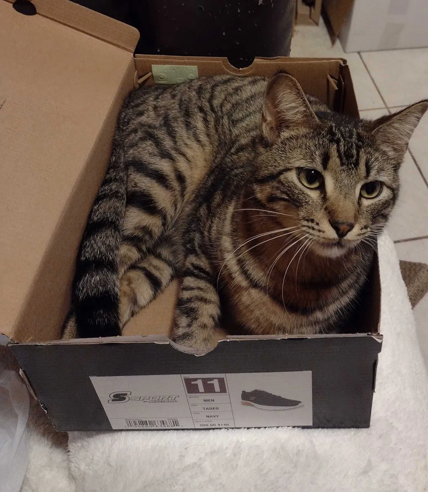 Lost cat in Missouri City, TX, 77489