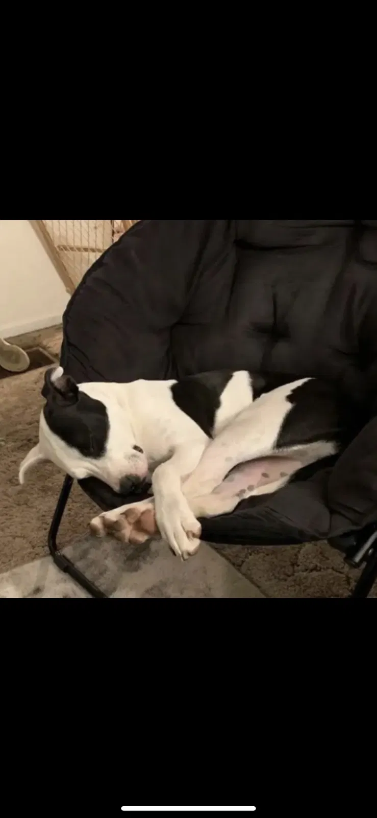 Lost dog in Kansas City, KS, 66103