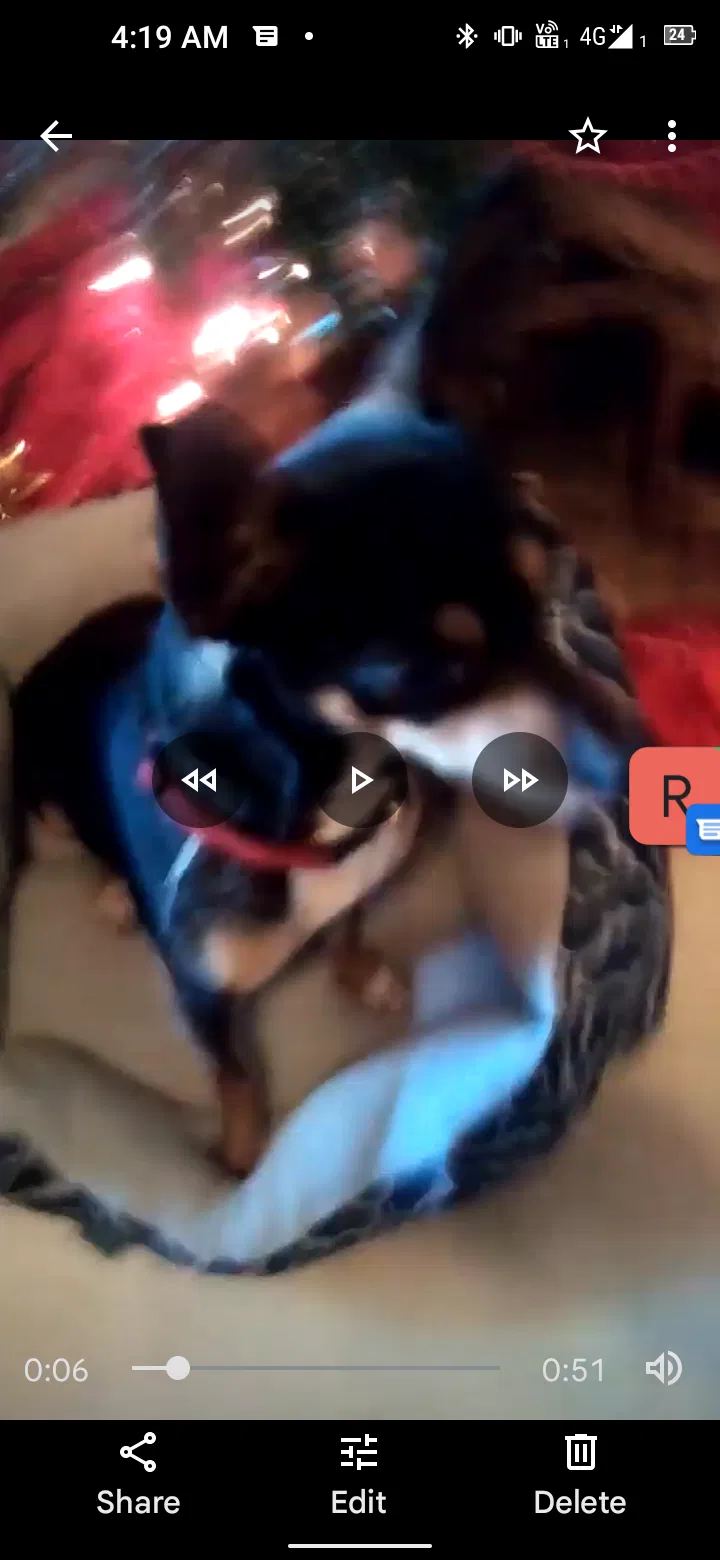 Lost dog in San Antonio, TX, 78214
