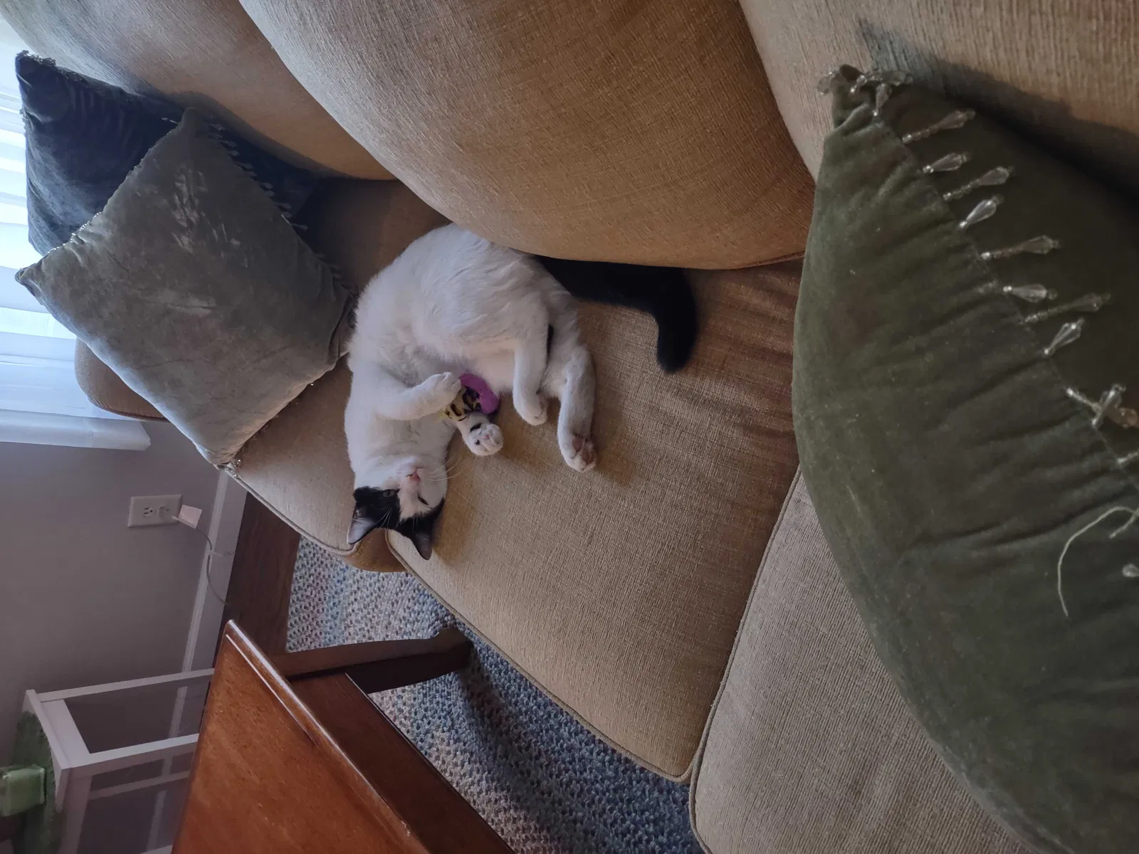 Lost cat in Dunnellon, FL, 34432