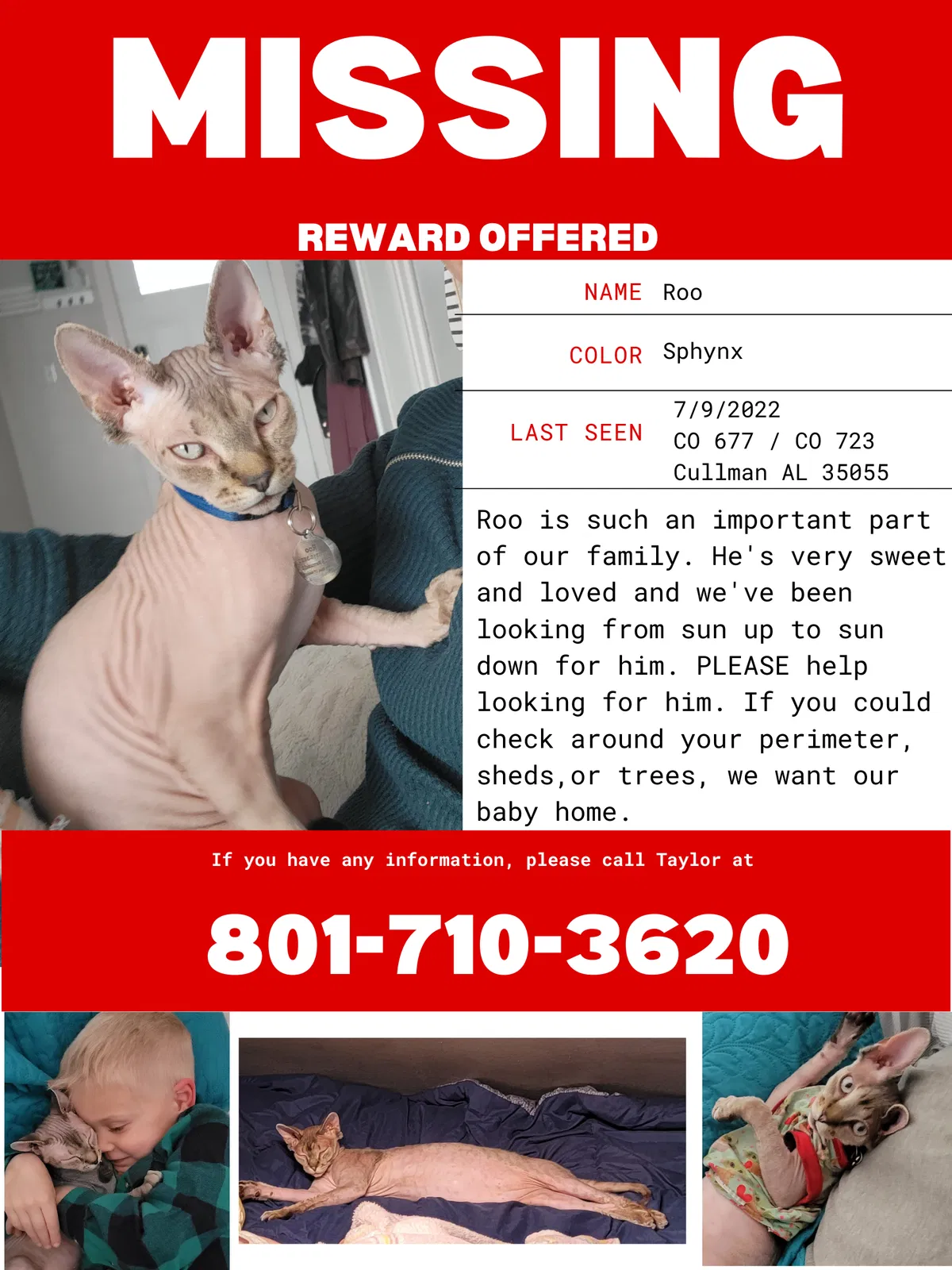 Lost cat in Cullman, AL, 35055