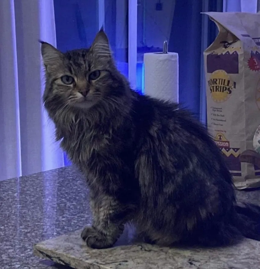 Lost cat in Minneapolis, MN, 55444