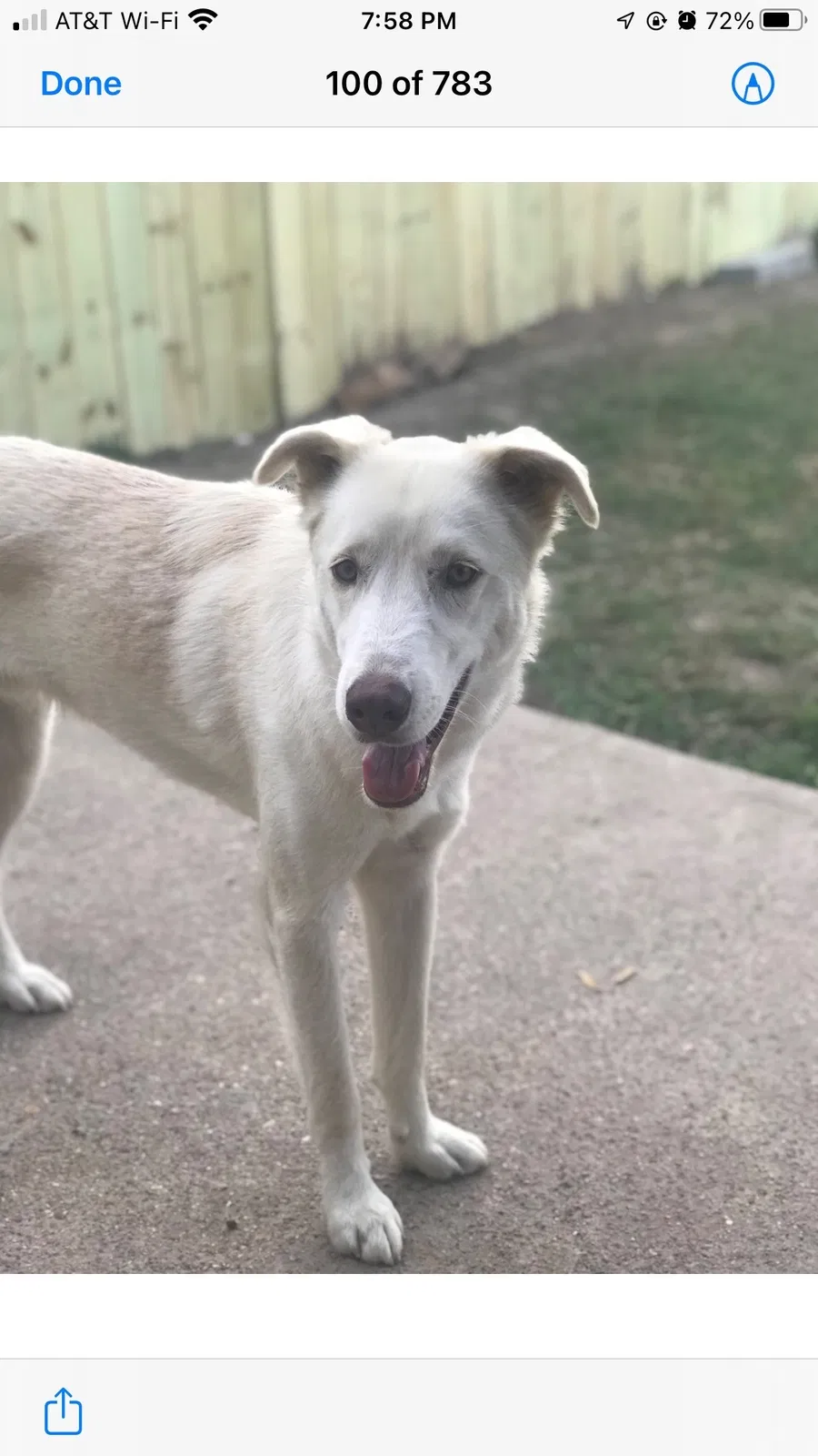 Lost dog in Cypress, TX, 77433