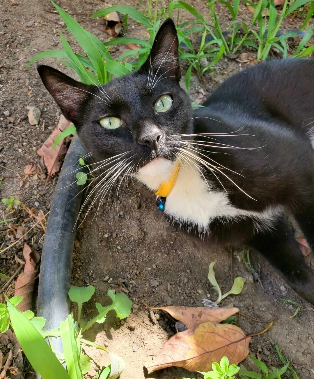 Lost cat in Whittier, CA, 90606