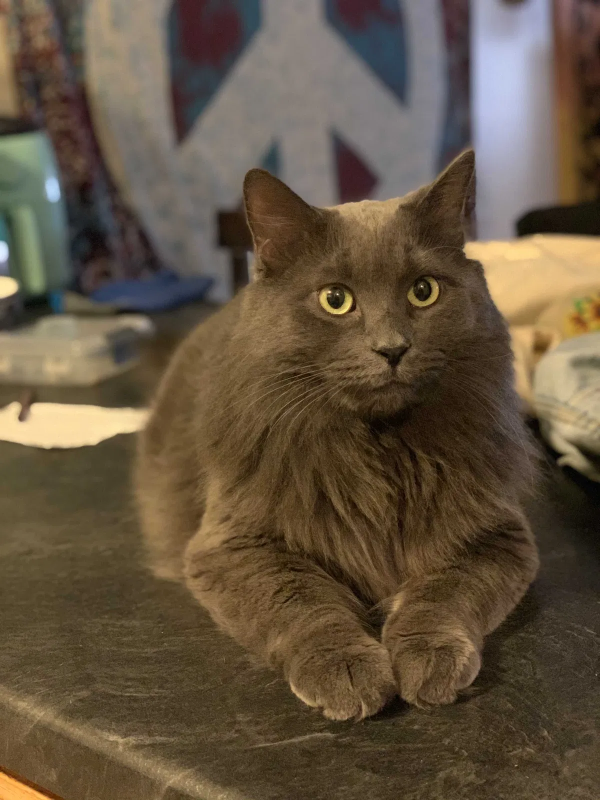 Lost cat in Minneapolis, MN, 55404