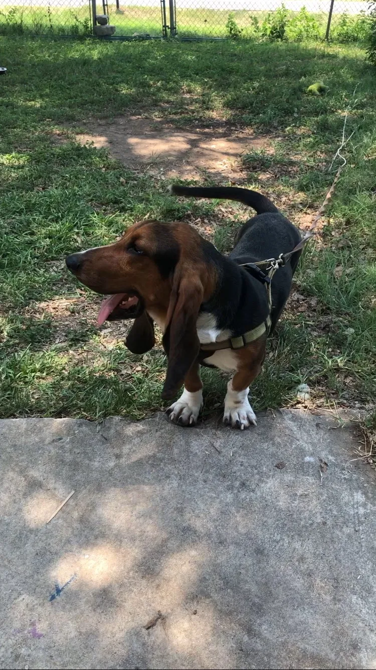 Lost dog in San Antonio, TX, 78214
