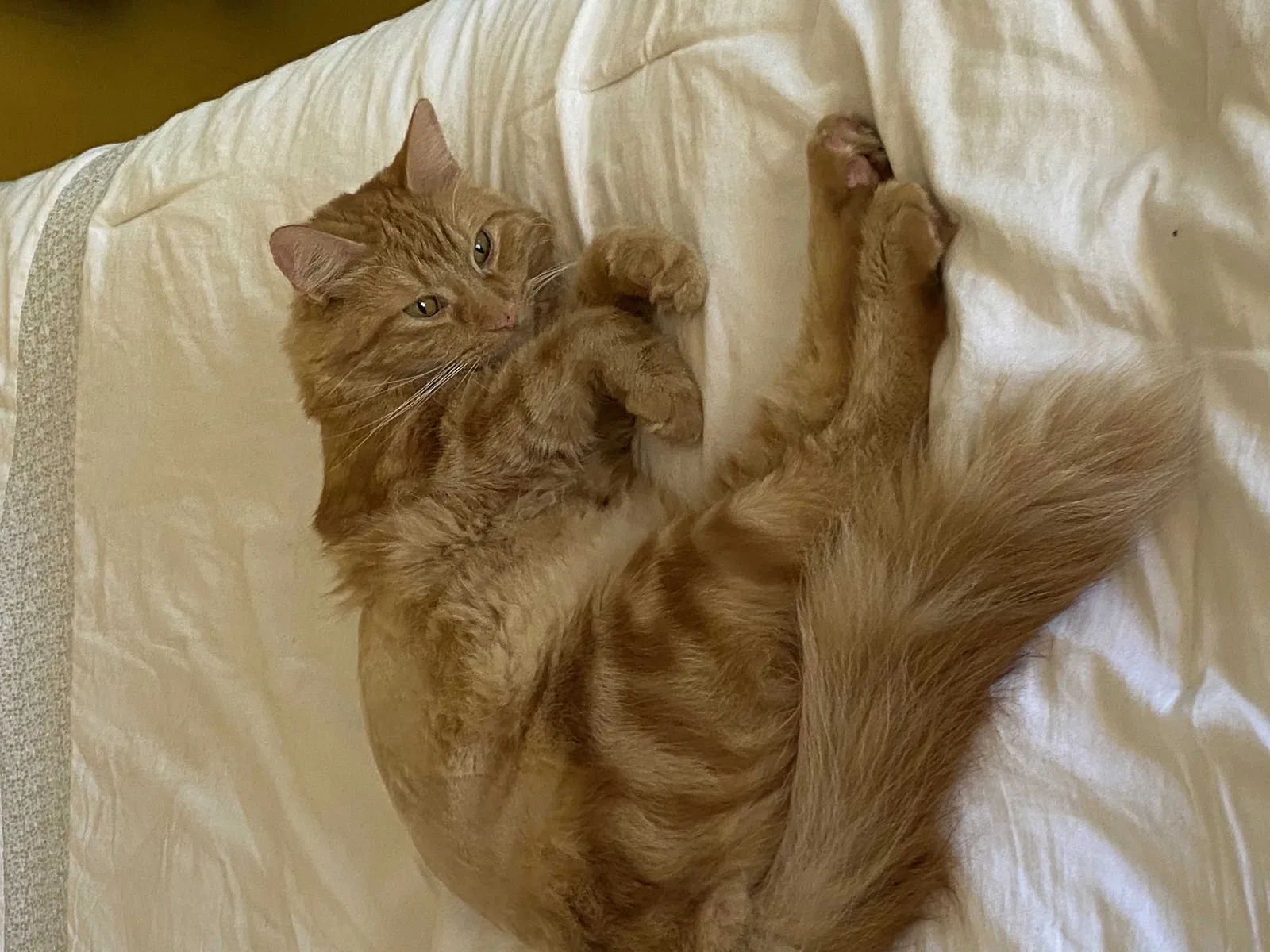 Lost cat in La Mesa, CA, 91941