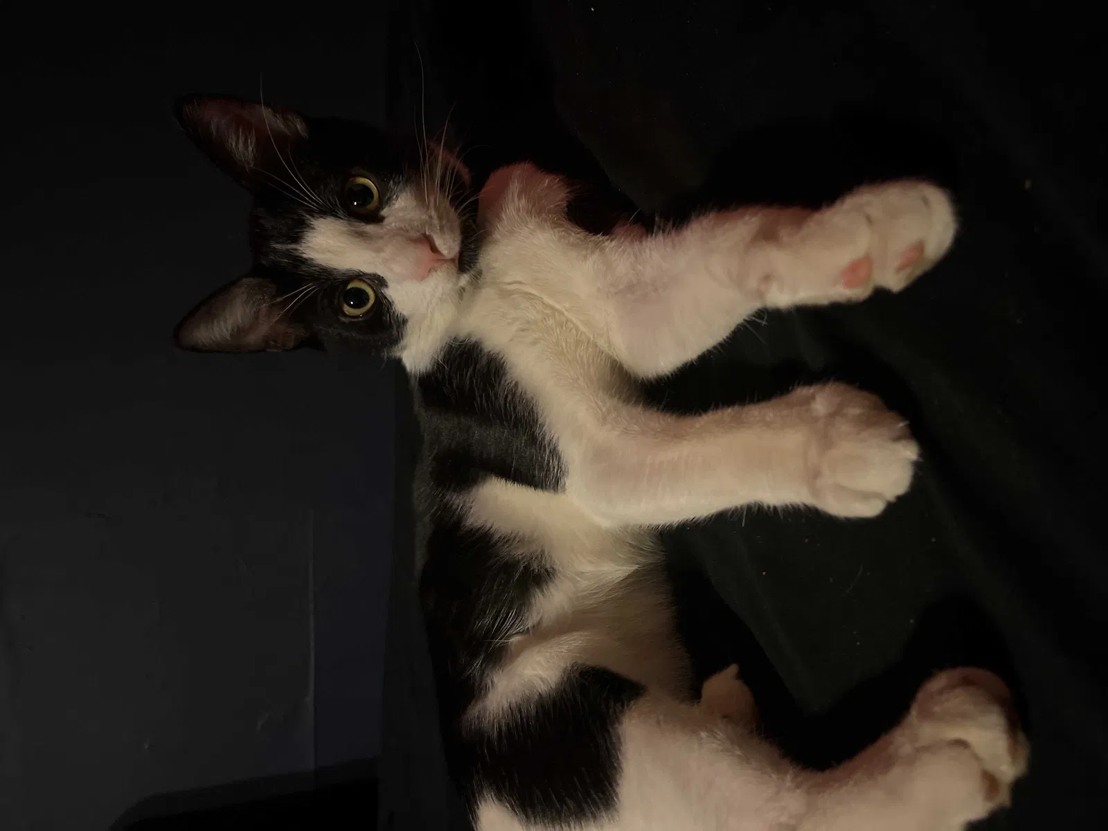 Lost cat in Easton, PA, 18045
