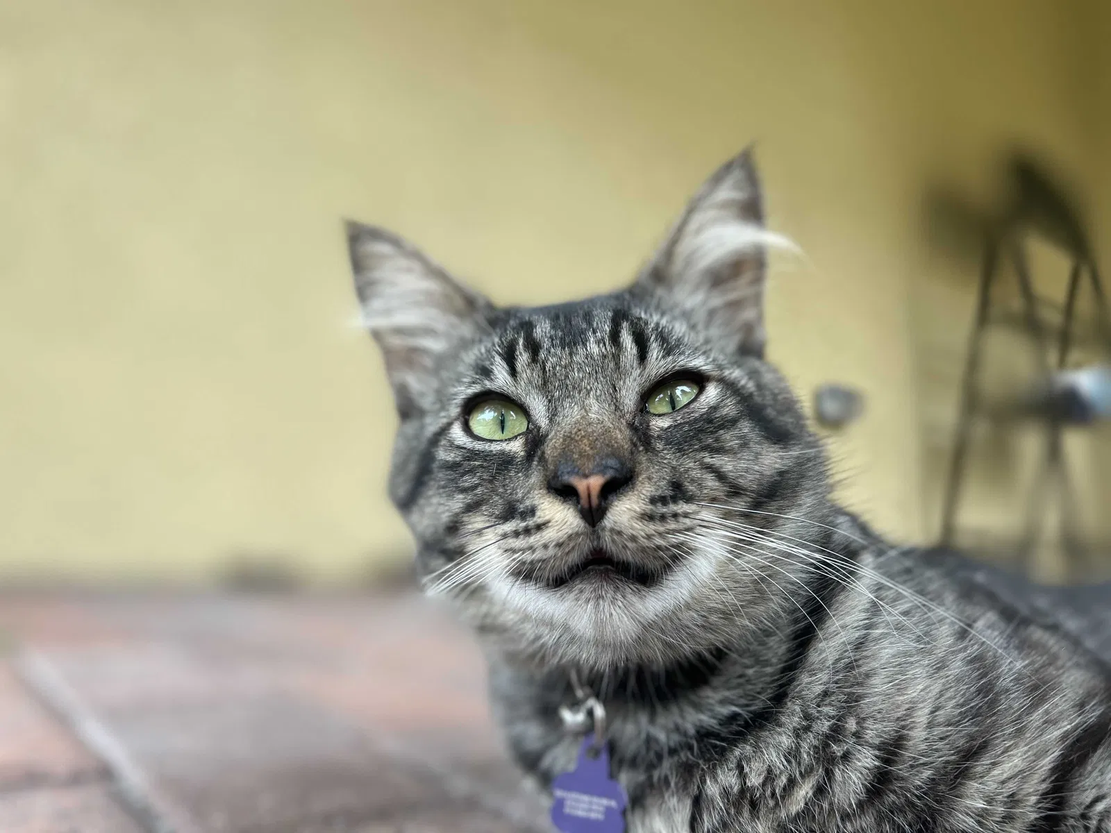 Lost cat in Riverview, FL, 33578