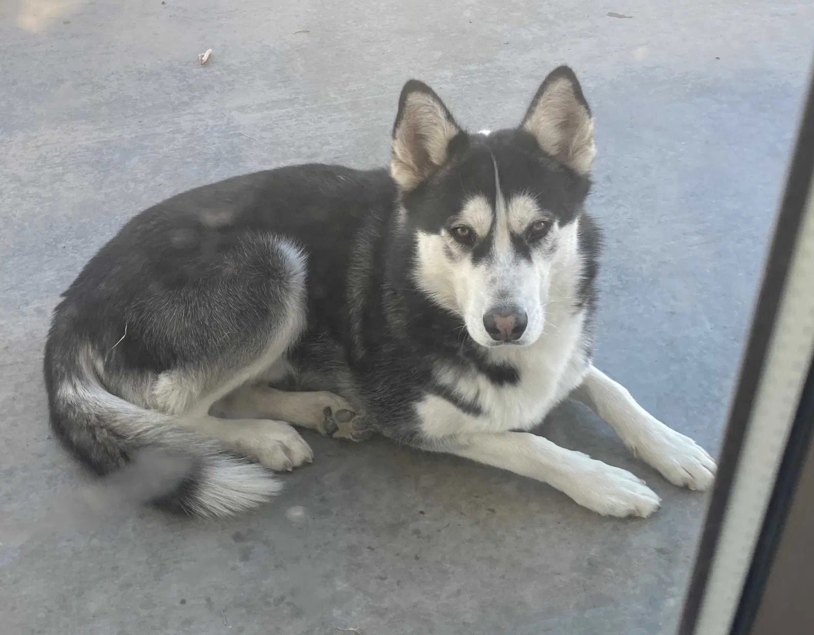 Lost dog in Las Vegas, NV, 89110