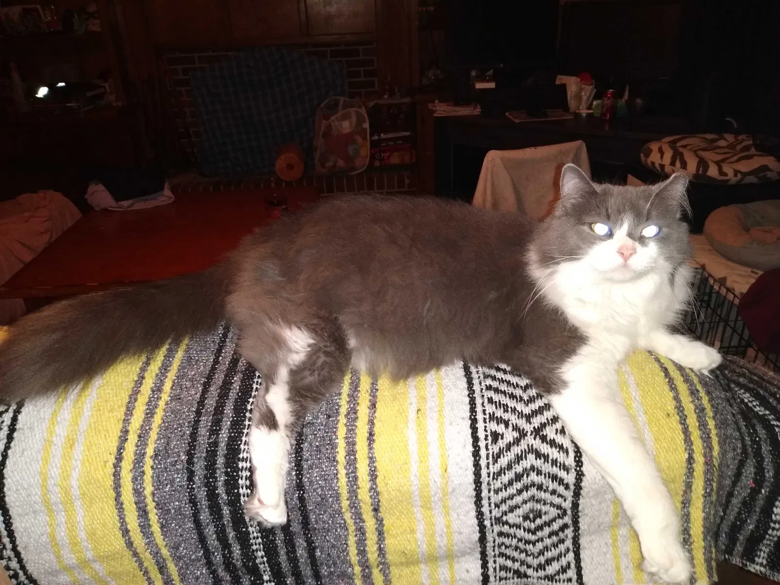 Lost cat in Lilburn, GA, 30047