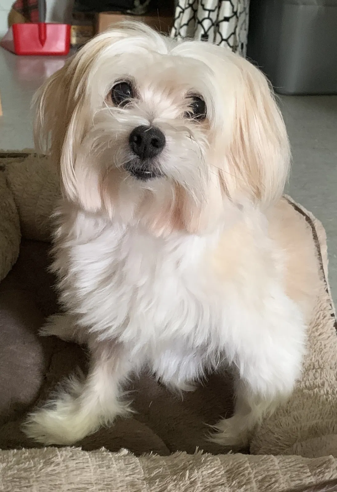 Lost dog in Kaneohe, HI, 96744