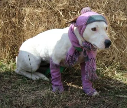 Lost dog in Covington, LA, 70435